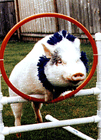 Nellie jumps through a hoop